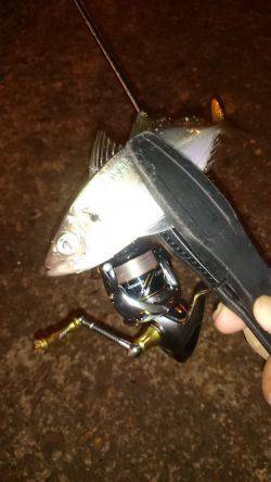 アジング釣行記