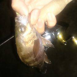 アジング釣行記