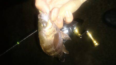 アジング釣行記