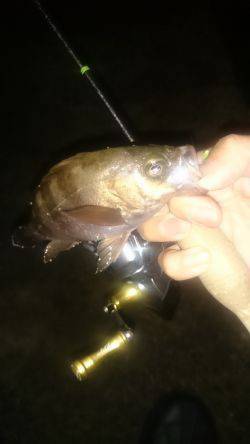 アジング釣行記