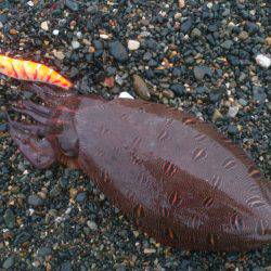 サーフでマゴチ狙い