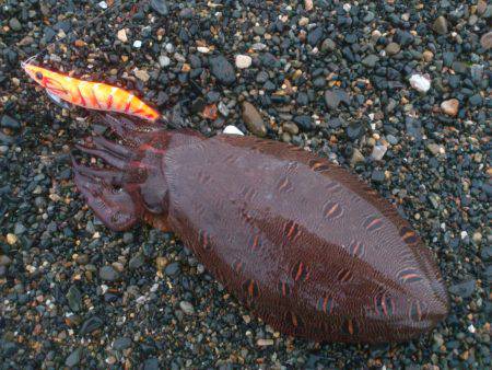 サーフでマゴチ狙い