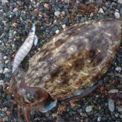 サーフコウイカング