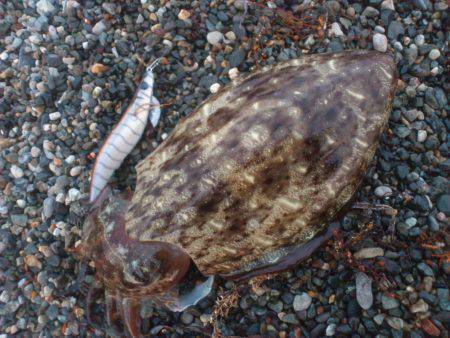 サーフコウイカング