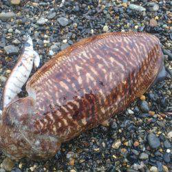 若狭のサーフ事情