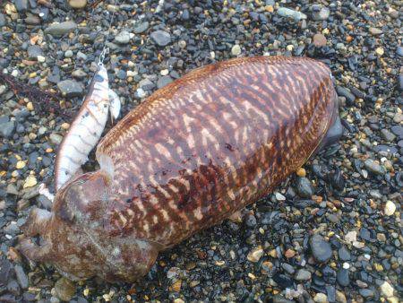 若狭のサーフ事情