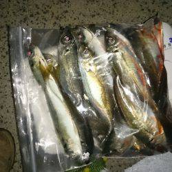 アジング釣行記