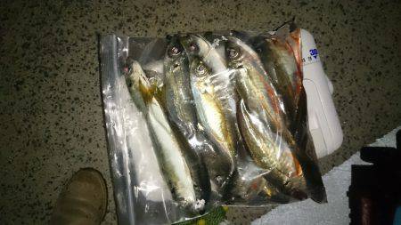 アジング釣行記