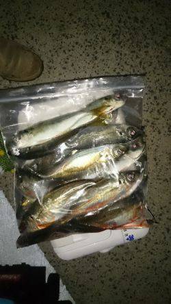 アジング釣行記