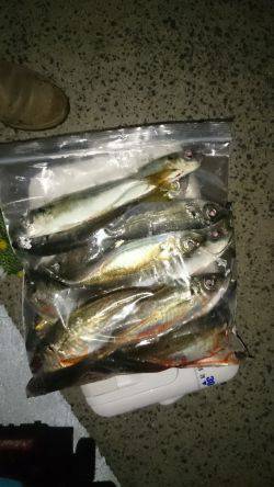 アジング釣行記