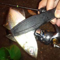 アジング釣行記