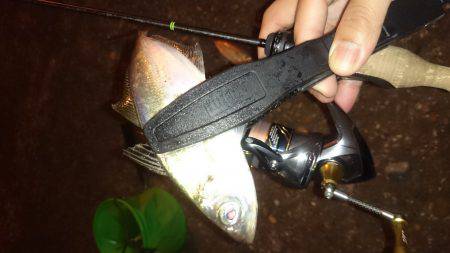 アジング釣行記