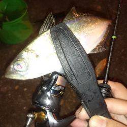 アジング釣行記