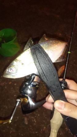 アジング釣行記