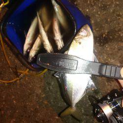 アジング釣行記