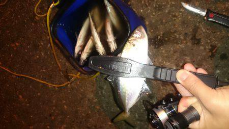 アジング釣行記