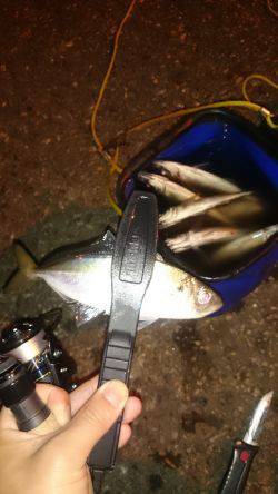 アジング釣行記