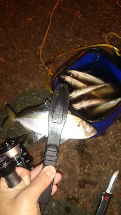 アジング釣行記