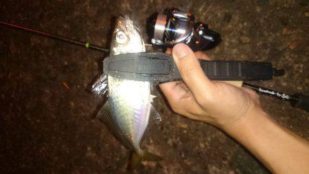 アジング釣行記