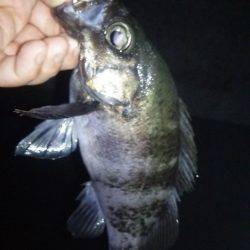 軽量JHで良型メバル!