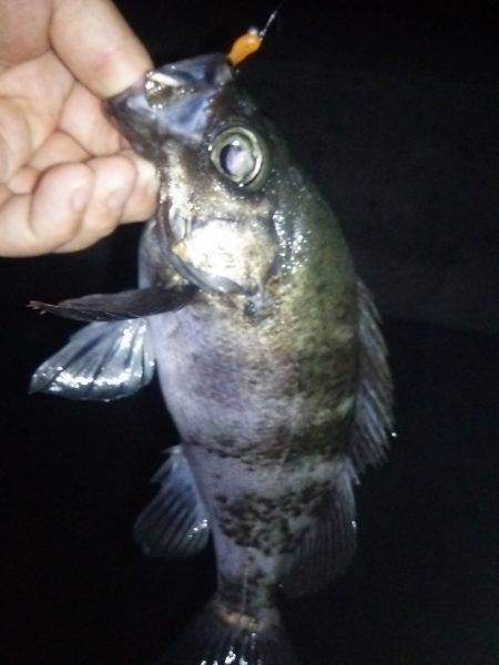 軽量JHで良型メバル！