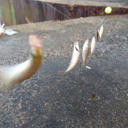 豆アジの唐揚げが食べたくて