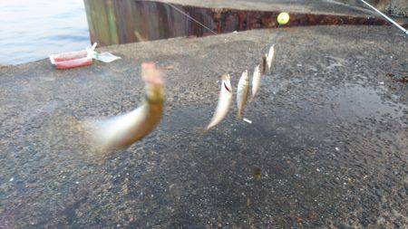 豆アジの唐揚げが食べたくて