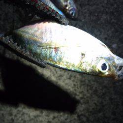 ゴールデンウィークのアジ