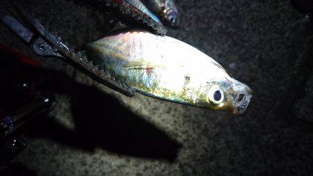 ゴールデンウィークのアジ