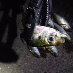 雨までのアジング