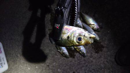 雨までのアジング