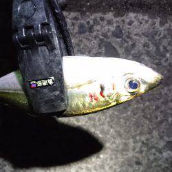 おみあげアジング