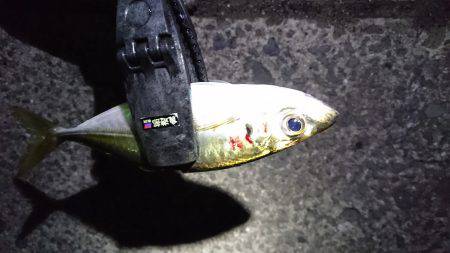 おみあげアジング