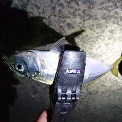 七ひきだけのアジ