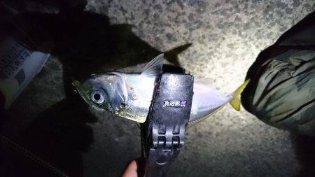 七ひきだけのアジ