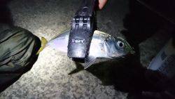 七ひきだけのアジ