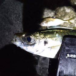 いつまでもアジング