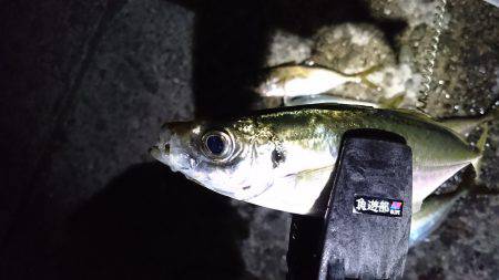 いつまでもアジング