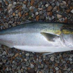 ショアジギング釣行