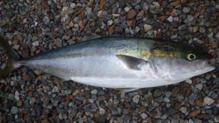 ショアジギング釣行