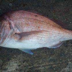 フカセで大物！！