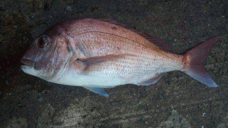 フカセで大物！！