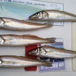 港島北公園で初のキス狙い