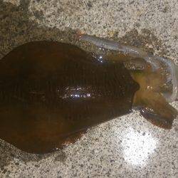 今季春アオリイカゲット