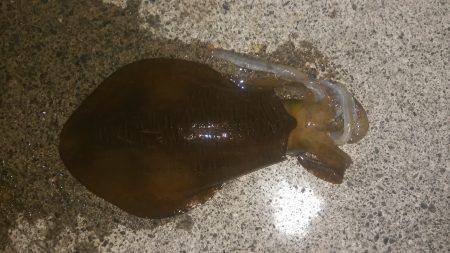 今季春アオリイカゲット