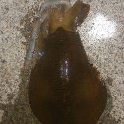 今季春アオリイカゲット