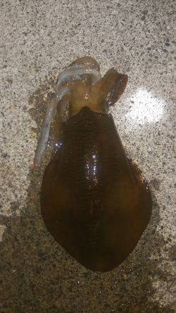 今季春アオリイカゲット