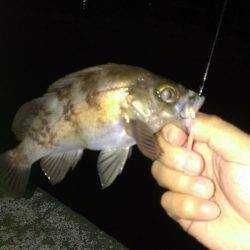 ロッドの入魂式