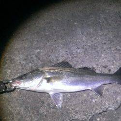 久々に釣れました！