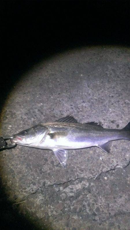 久々に釣れました！